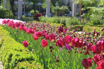 Tulipanes del real jardin botanico de Madrid.