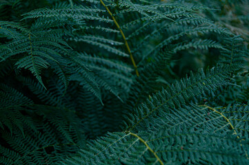 Fern leaves, natural background of green color. Horizontal photography.