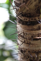 Arbusto con pinchos del real jardin botanico de Madrid.