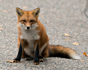 Fox stock photos. Red fox close-up profile view sitting and looking at camera, displaying fox fur,...