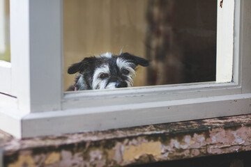 Dog looking out of a window