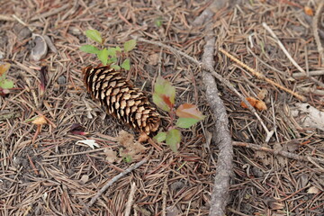 Conifer cone on the ground