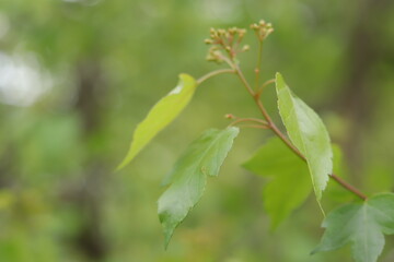 Tree branch close up