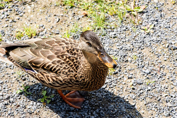 Canard du Québec en liberté