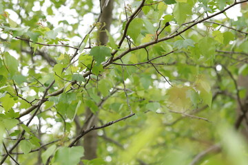 Tree branch close up