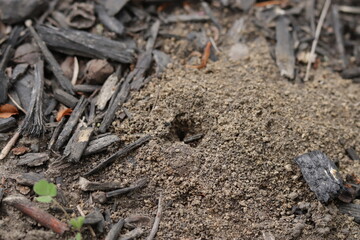 Anthill close up