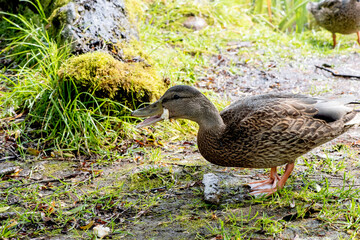 Canard du Québec en liberté