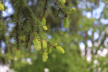 Tree stump in the forest