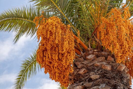 Palm tree closeup with lots of date fruits ripe on the branches. Authentic farm series.