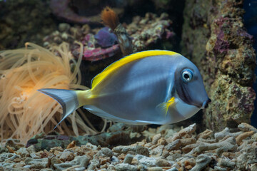 Naklejka na ściany i meble Beautiful marine fish in coral reef