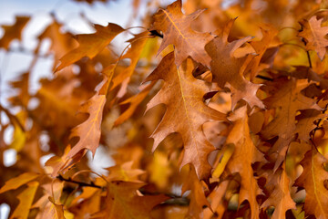 Yellowed leaves on a tree on a warm autumn day
