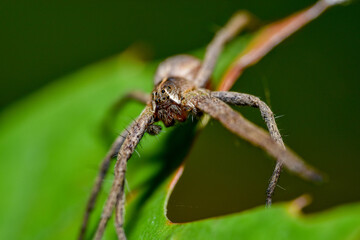 Small gray spider sits on the edge of a green leaf and looks into the camera