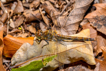 A yellowish dragonfly sits on the autumn leaves © Andrejs