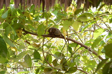 The stunning flora and fauna of the beaches and Chocolate Hills around Bohol Island in the...
