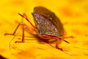 Large brown beetle on a yellow leaf (front view)