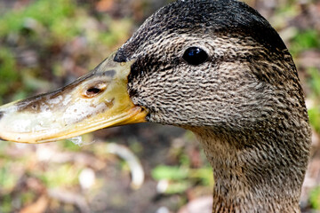 Canard gros plan
