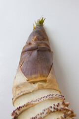 採れたてのタケノコ