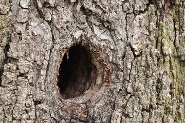 Hollow in a tree trunk