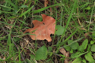 Dry tree leaf on green grass