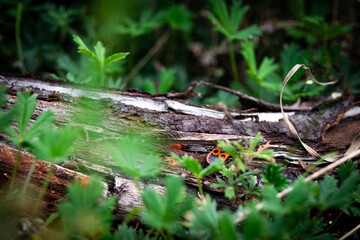 Bugs on a grass