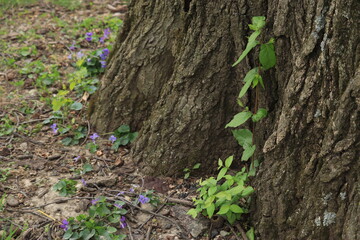Escape of a young tree against the background of an old trunk