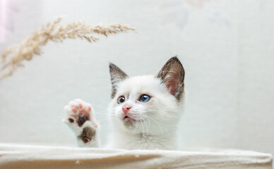 Playful a beautiful white 4 weeks old kitten with blue eyes sitting in the box and looking at dry reed. Image for veterinary clinics, sites about cats, for cat food. Front view