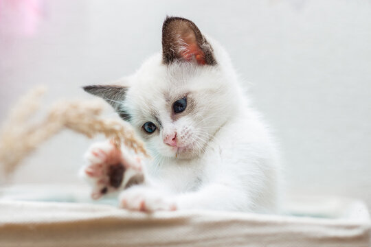 Playful a beautiful white 4 weeks old kitten with blue eyes sitting in the box and playing with dry reed. Image for veterinary clinics, sites about cats, for cat food. Front view