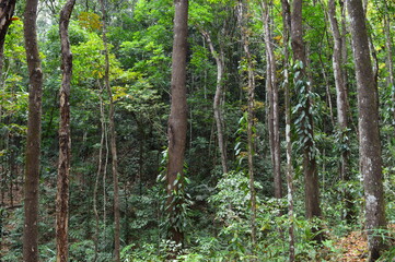 The stunning flora and fauna of the beaches and Chocolate Hills around Bohol Island in the Philippines