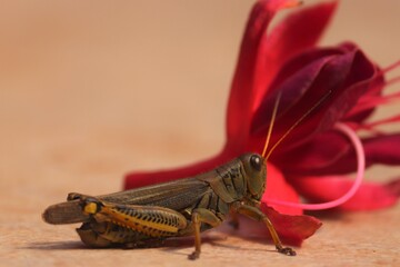 Grasshopper and red flower