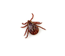 Tick insect isolated on white