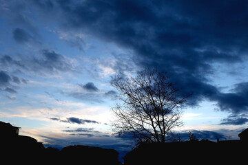Bare tree and cloudy sky in the evening. Selective focus.