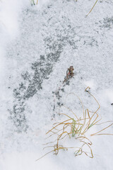 Dead frog on the frozen lake