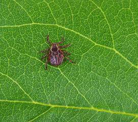 Tick sitting on a green leaf.
