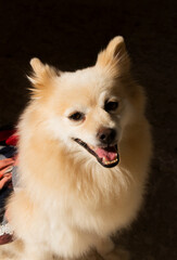 pomeranian dog portrait