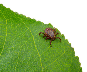  Tick sitting on a green leaf.