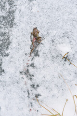 Dead frog on the frozen lake