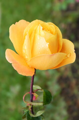 Yellow rose with raindrops on a background of foliage on a flowerbed in a park, selective focus, blurred background, vertical orientation.