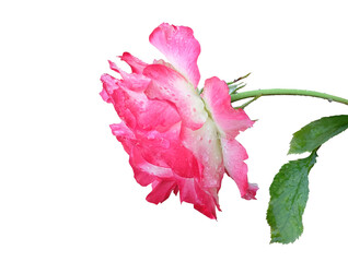 White-pink rose with stem and leaves on a white isolated background.