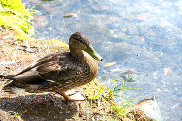 Canard gros plan