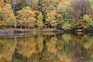 l'automne  aux mille étangs
