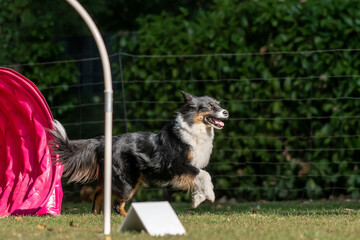 Hund im Hoopers Parcour