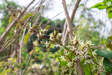 Closeup Secamone villosa blume (Toxocarpus Villosus) are flowering with green leaves on the vine plants in the tropical forest