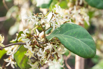 Closeup Secamone villosa blume (Toxocarpus Villosus) are flowering with green leaves on the vine plants in the tropical forest