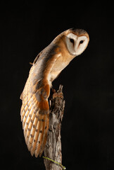 BARN OWL WITH ITS WING WIDE OPEN ON A BRANCH