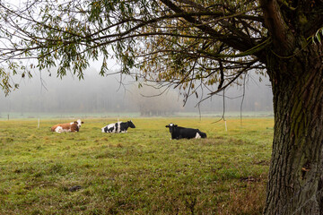 Jesienne krajobrazy Podlasia, Polska © podlaski49