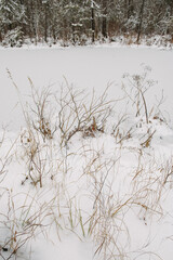 Northern forest details.