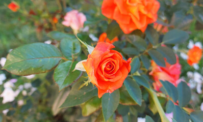 orange rose grows in the garden. beautiful flower. gardening, plant, summer