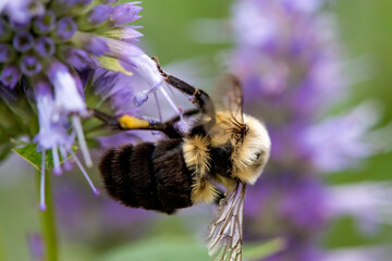 Abeille fouineuses du québec gros plan