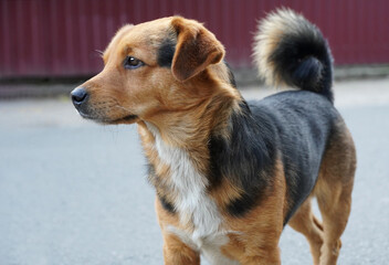 Homeless dog looks at something, on a blurred background, selective focus