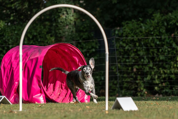 Hund im Hoopers Parcour